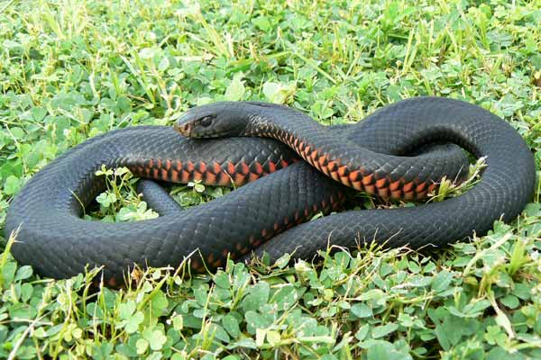 Red-bellied-Black-snake(1).jpg