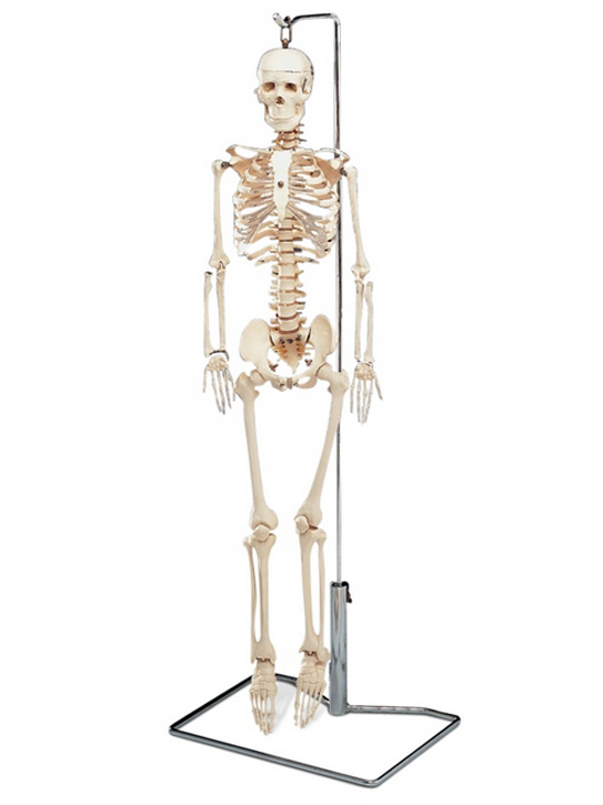 img_img_mr_thrifty-nerves-skeleton-model.jpg