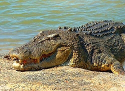 Saltwater.Croc.jpg